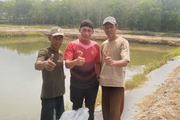 Purna PMI Sukadana Kembangkan 87 Ribu Ikan Nila dan Lele, Terkendala Debit Air Saat Kemarau Berharap Bantuan Sumur Bor